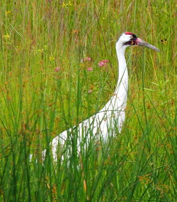 [Side view of the same bird in a different part of the exhibit as it walks toward the right through the tall, green grass scattered with pink wildflowers.]